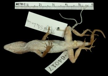 Media type: image;   Herpetology R-64017